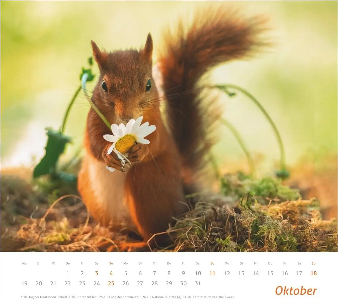 Bild: 9783756412952 | times&amp;more Eichhörnchen Bildkalender 2026 | Geert Weggen | Kalender