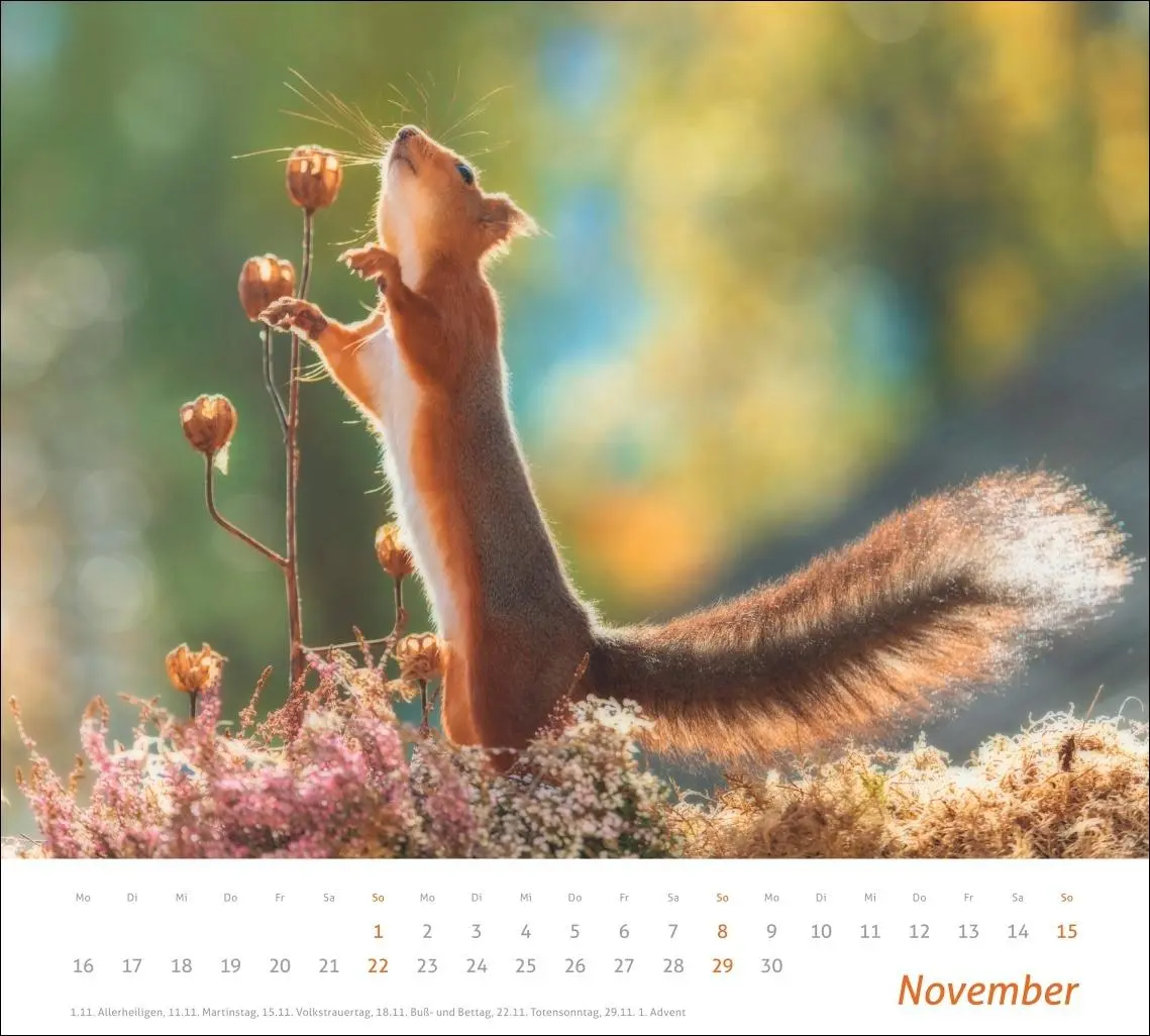 Bild: 9783756412952 | times&amp;more Eichhörnchen Bildkalender 2026 | Geert Weggen | Kalender