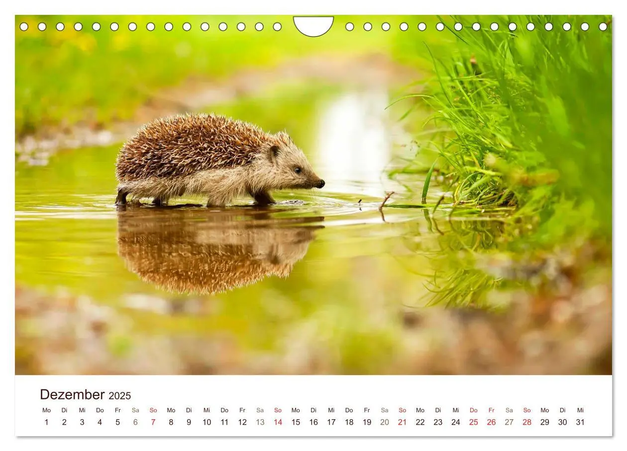 Bild: 9783435473052 | Igel 2025. Tierische Impressionen (Wandkalender 2025 DIN A4 quer),...