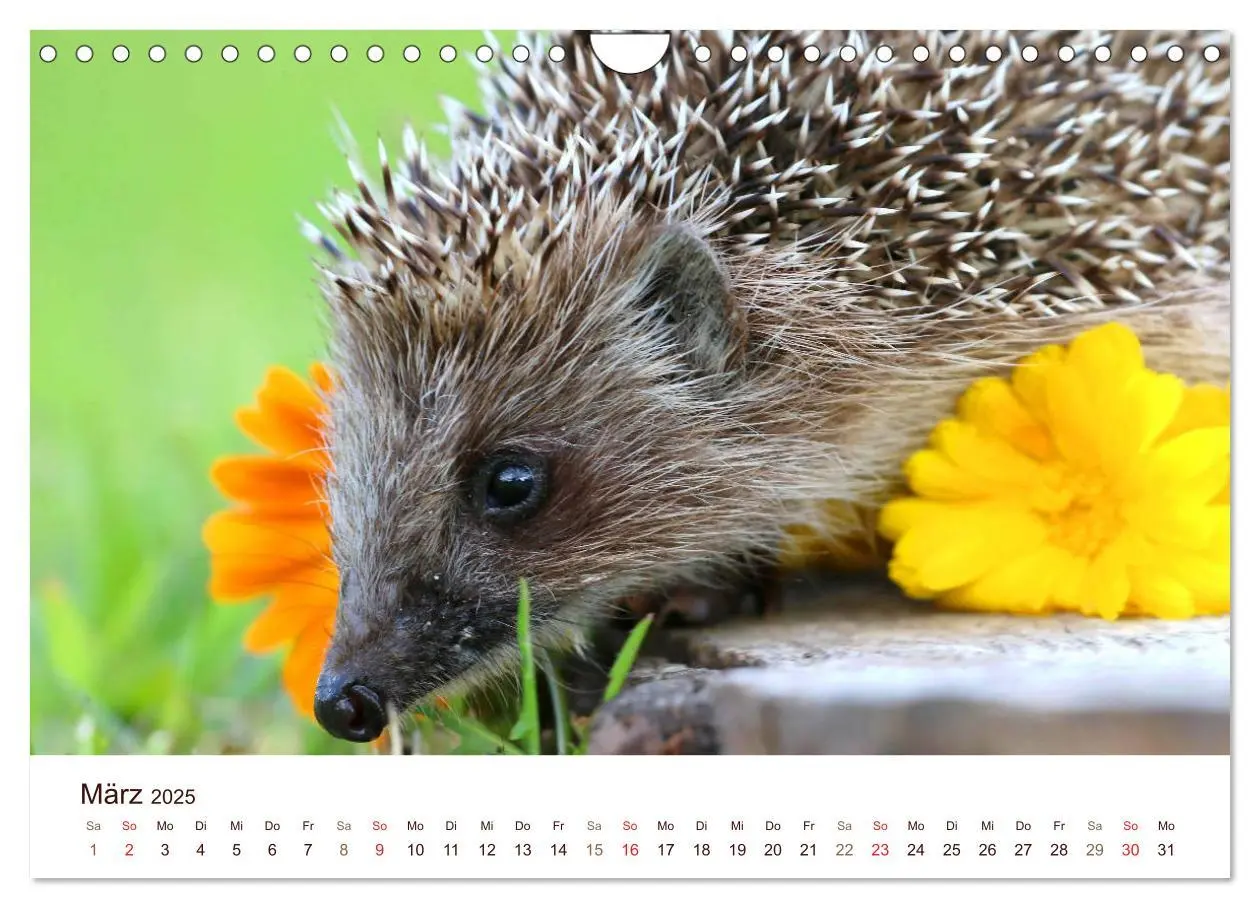 Bild: 9783435473052 | Igel 2025. Tierische Impressionen (Wandkalender 2025 DIN A4 quer),...