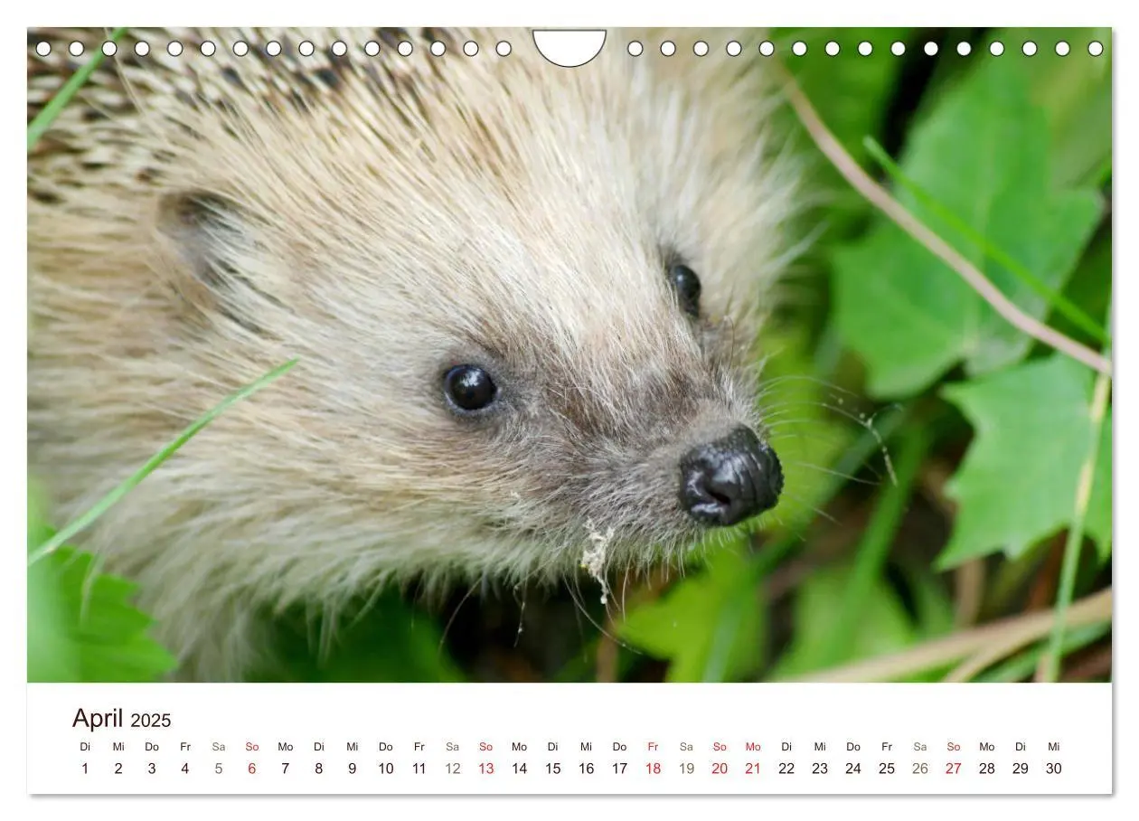 Bild: 9783435473052 | Igel 2025. Tierische Impressionen (Wandkalender 2025 DIN A4 quer),...
