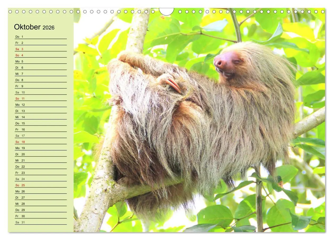 Bild: 9783457633052 | Der Faultier-Planer für mehr Ruhe und Gemütlichkeit! (Wandkalender...