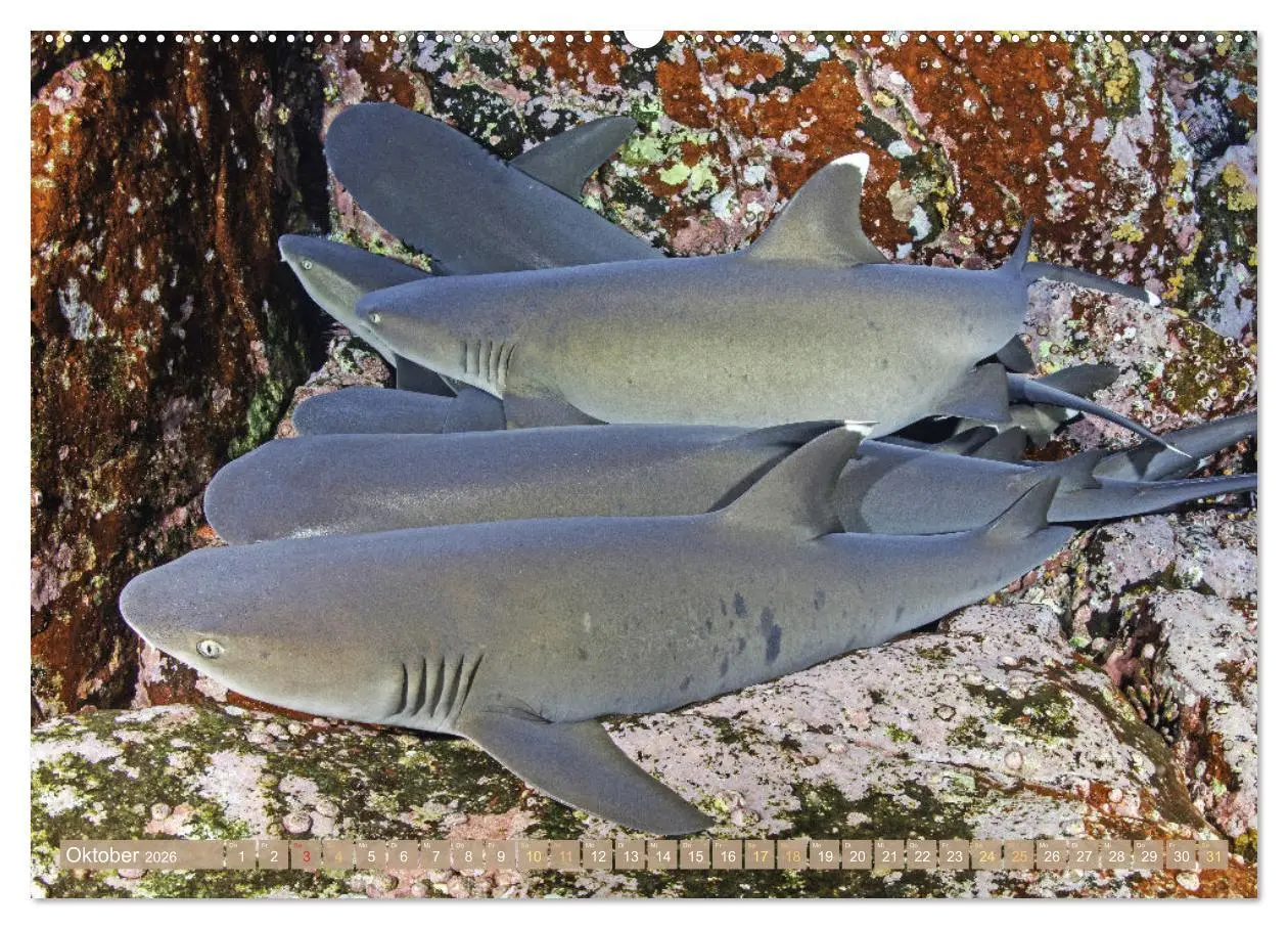 Bild: 9783457473252 | Fischparadies Riff (Wandkalender 2026 DIN A2 quer), CALVENDO...