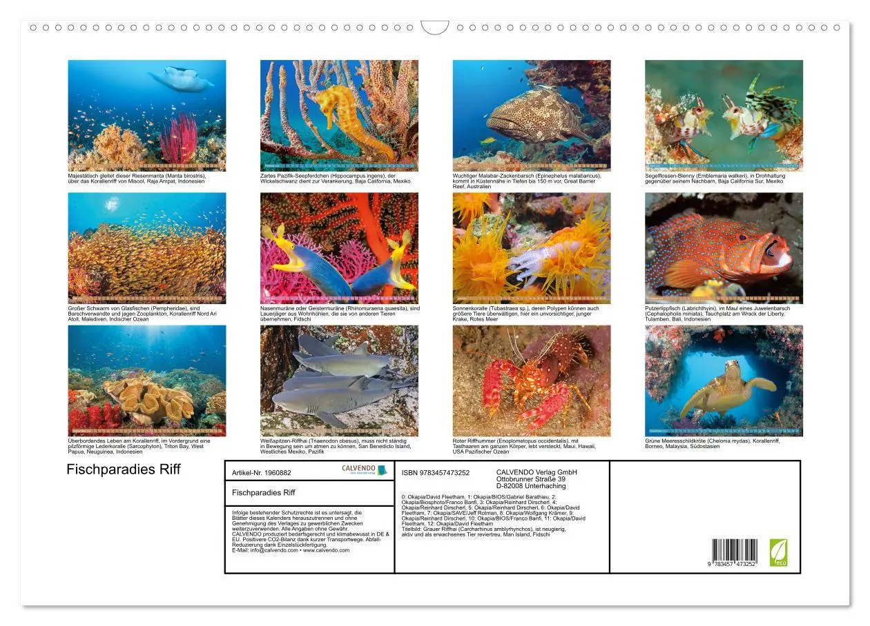 Bild: 9783457473252 | Fischparadies Riff (Wandkalender 2026 DIN A2 quer), CALVENDO...