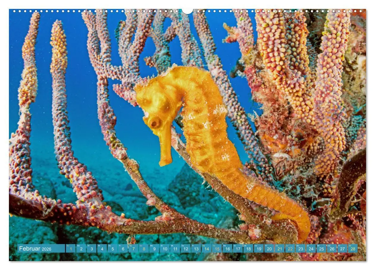 Bild: 9783457473252 | Fischparadies Riff (Wandkalender 2026 DIN A2 quer), CALVENDO...