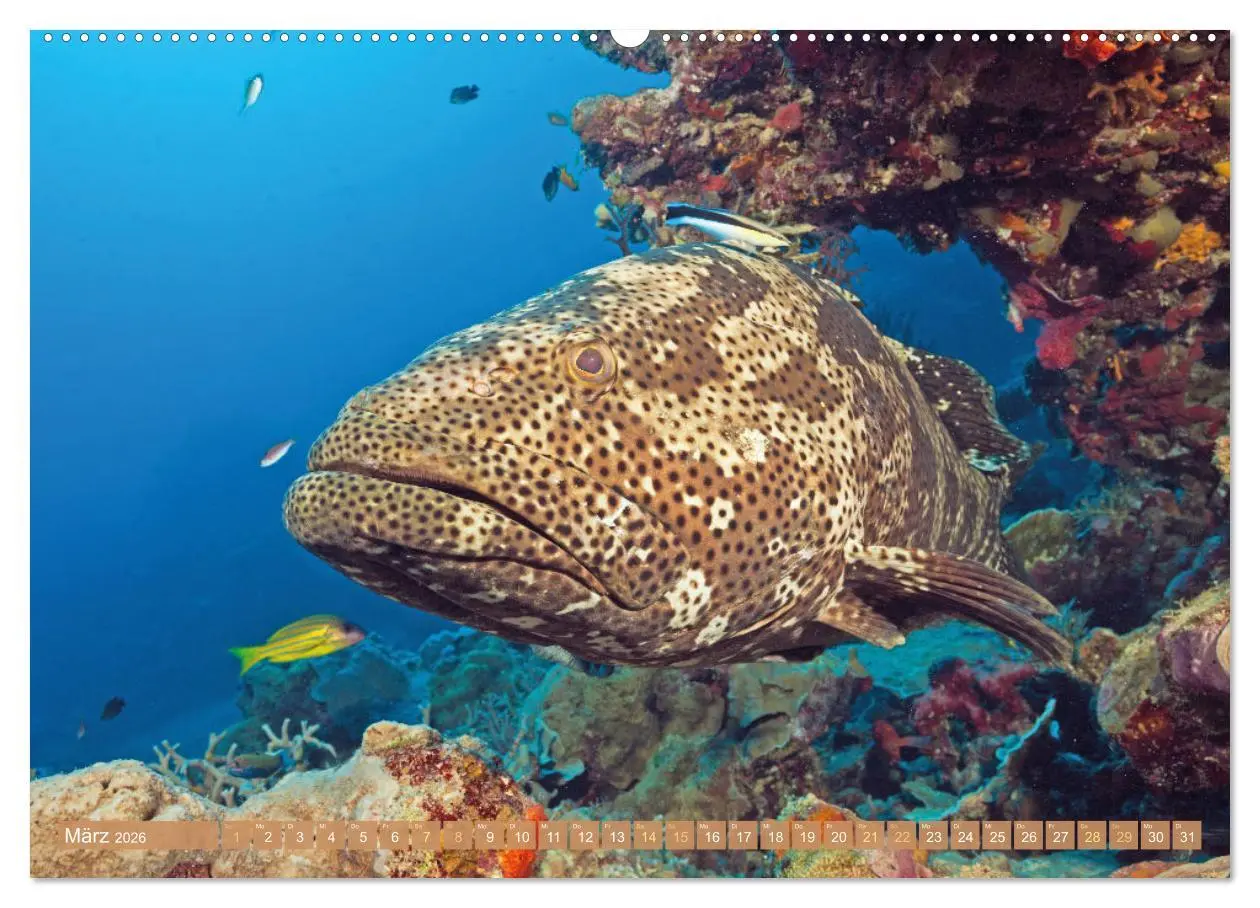 Bild: 9783457473252 | Fischparadies Riff (Wandkalender 2026 DIN A2 quer), CALVENDO...