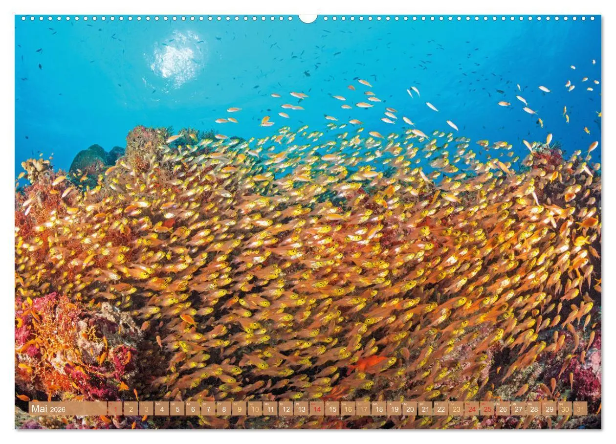 Bild: 9783457473252 | Fischparadies Riff (Wandkalender 2026 DIN A2 quer), CALVENDO...