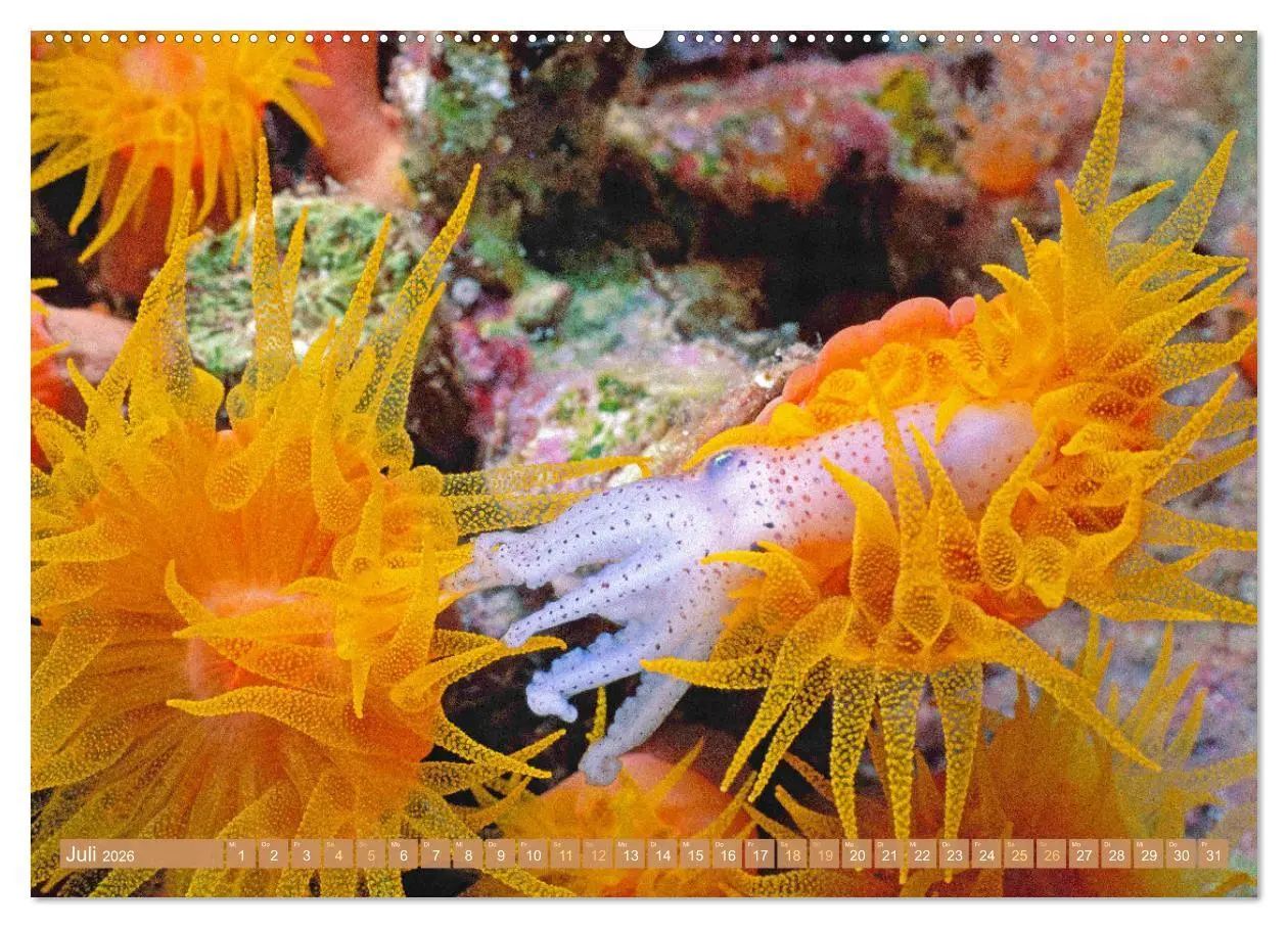 Bild: 9783457473252 | Fischparadies Riff (Wandkalender 2026 DIN A2 quer), CALVENDO...