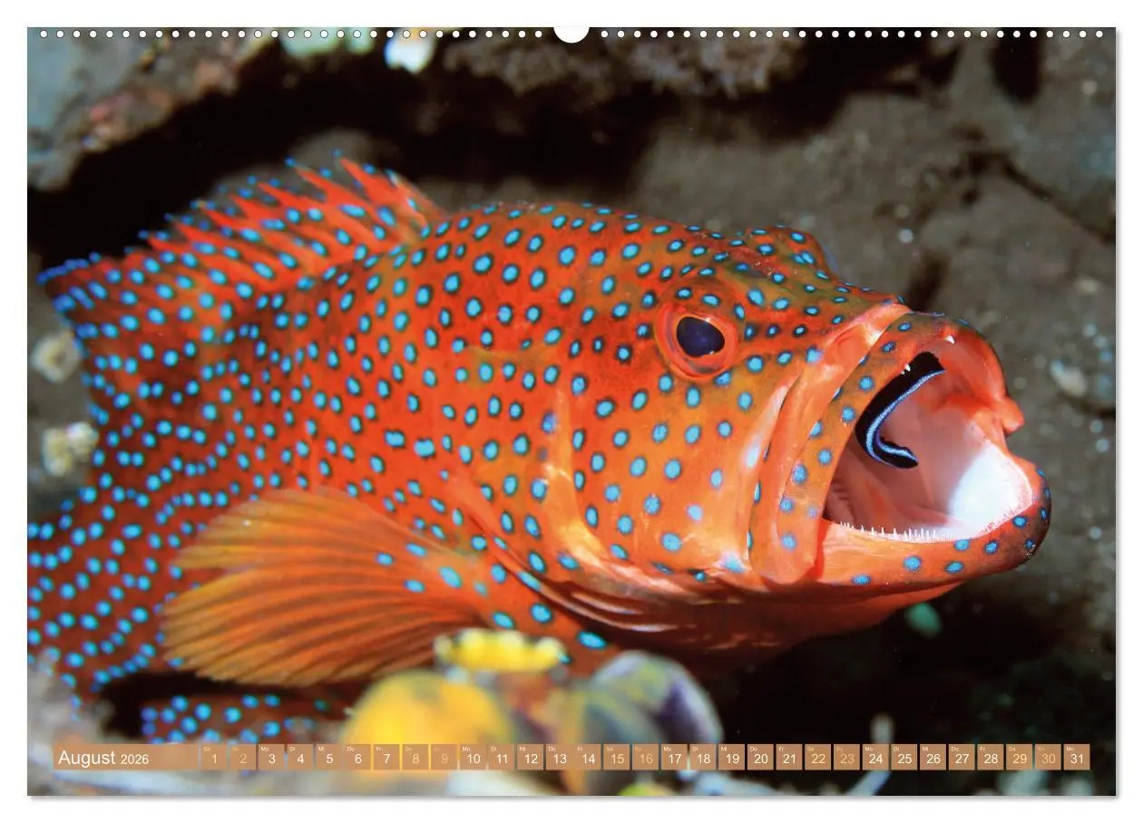 Bild: 9783457473252 | Fischparadies Riff (Wandkalender 2026 DIN A2 quer), CALVENDO...