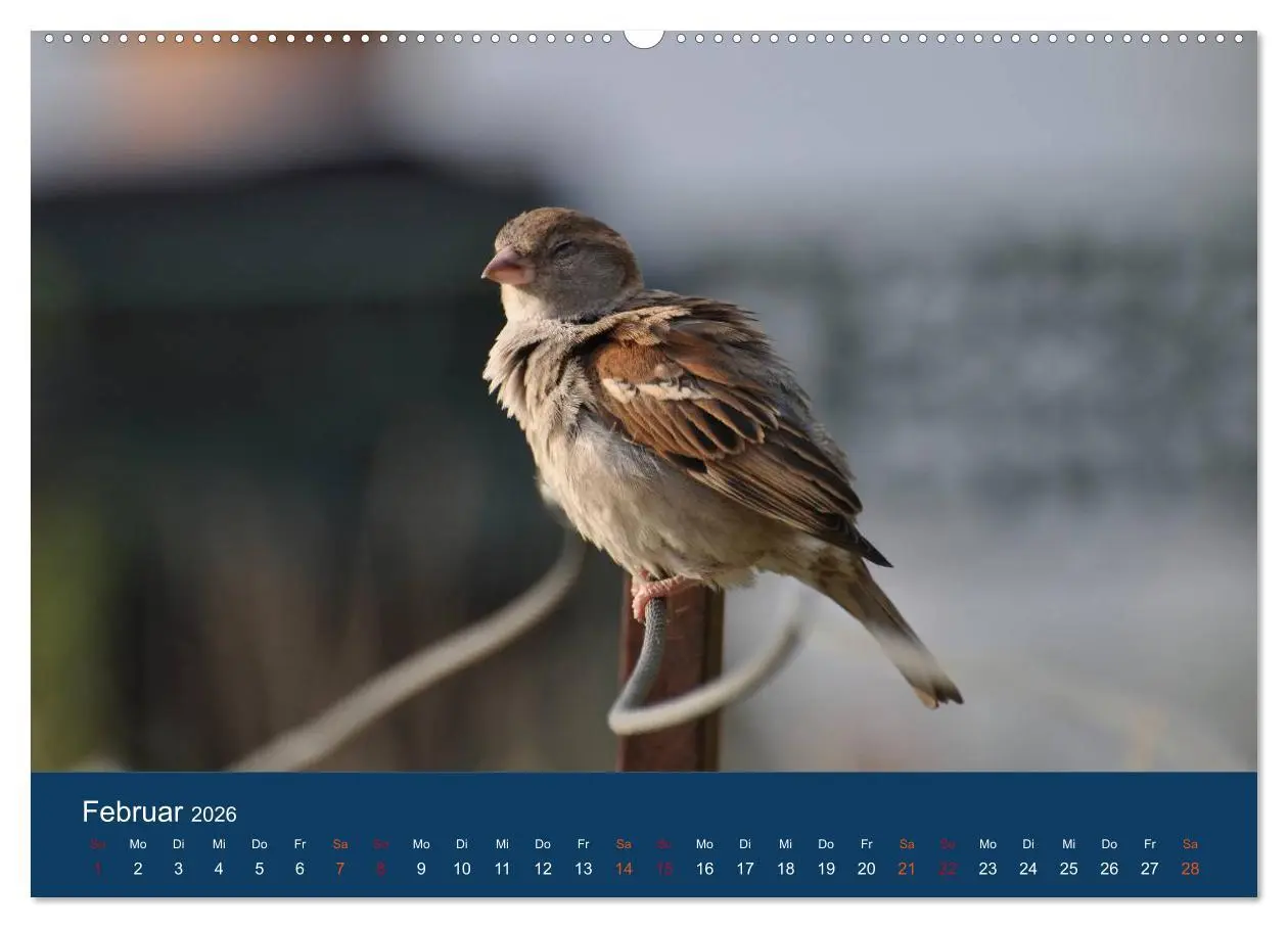 Bild: 9783516183252 | Spatzen-Kalender (Wandkalender 2026 DIN A2 quer), CALVENDO...