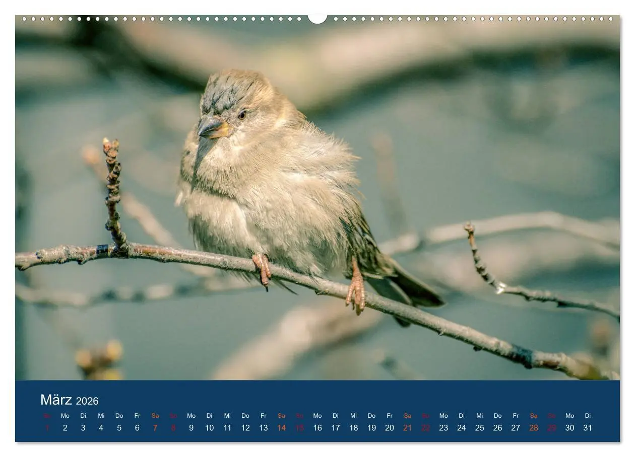 Bild: 9783516183252 | Spatzen-Kalender (Wandkalender 2026 DIN A2 quer), CALVENDO...