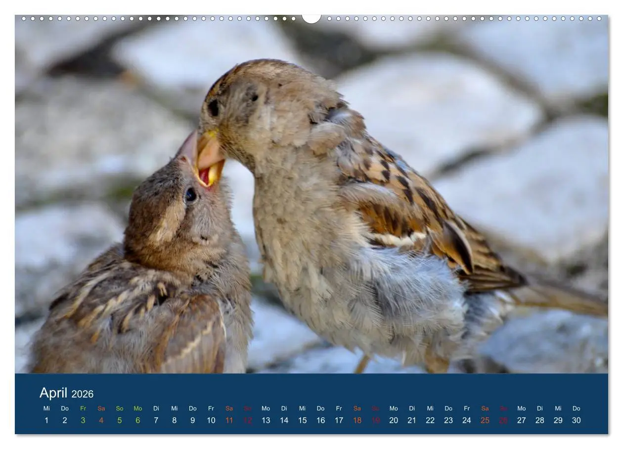 Bild: 9783516183252 | Spatzen-Kalender (Wandkalender 2026 DIN A2 quer), CALVENDO...