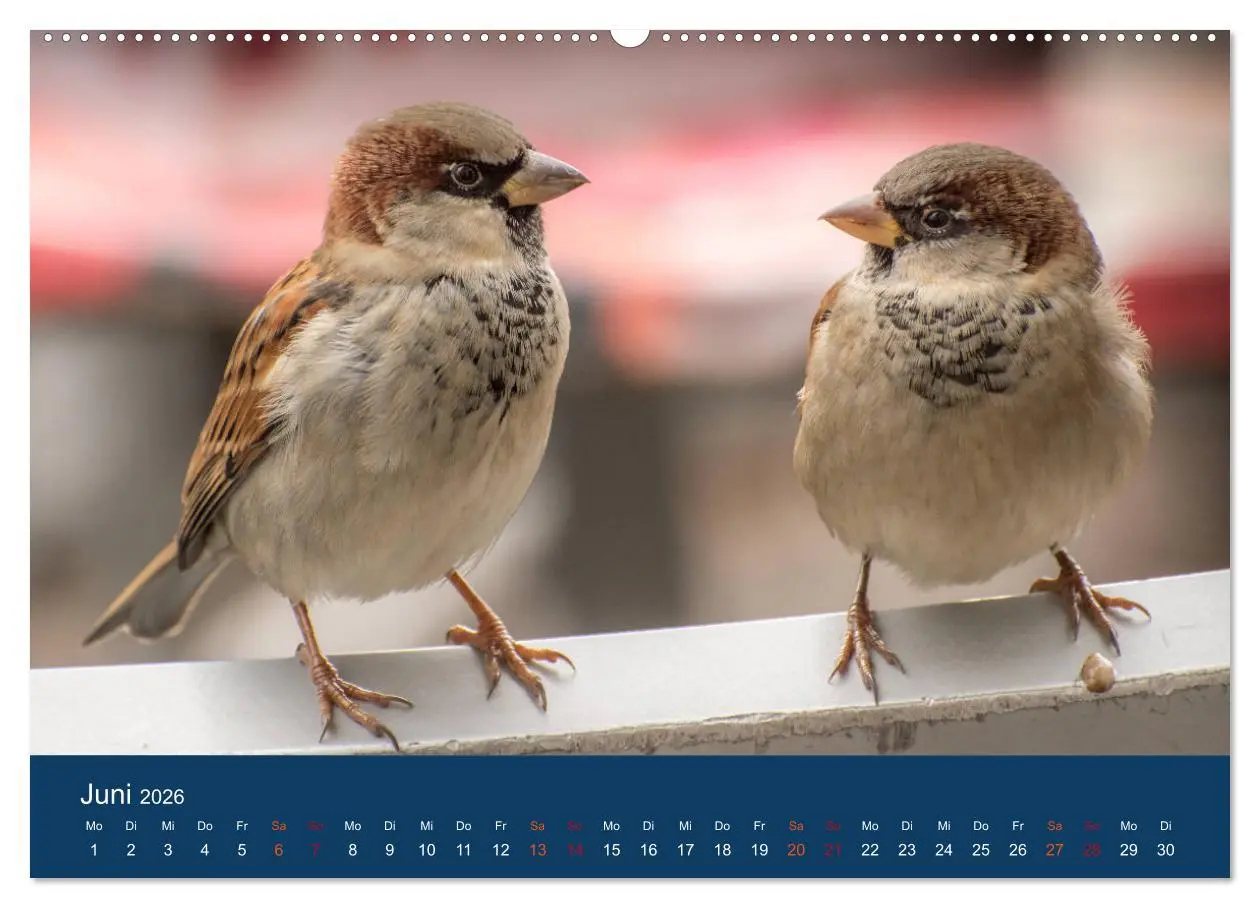 Bild: 9783516183252 | Spatzen-Kalender (Wandkalender 2026 DIN A2 quer), CALVENDO...