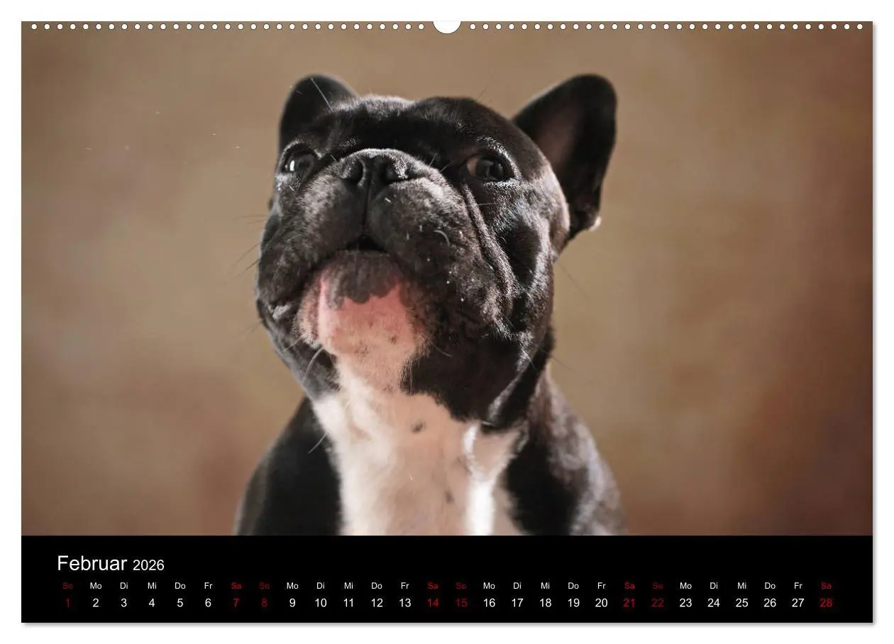 Bild: 9783457763452 | Charme auf vier Pfoten - Französische Bulldoggen Portraits...
