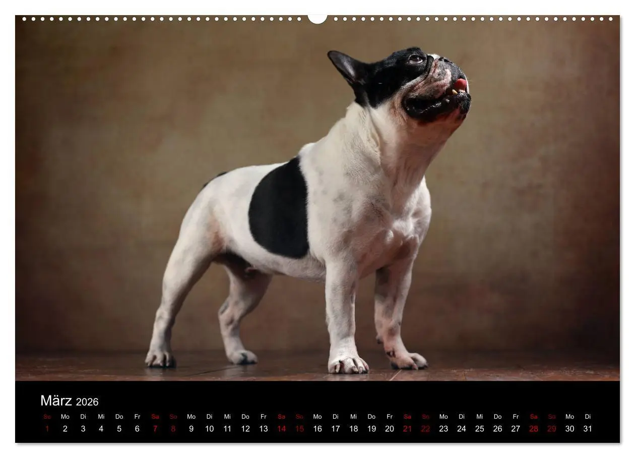 Bild: 9783457763452 | Charme auf vier Pfoten - Französische Bulldoggen Portraits...