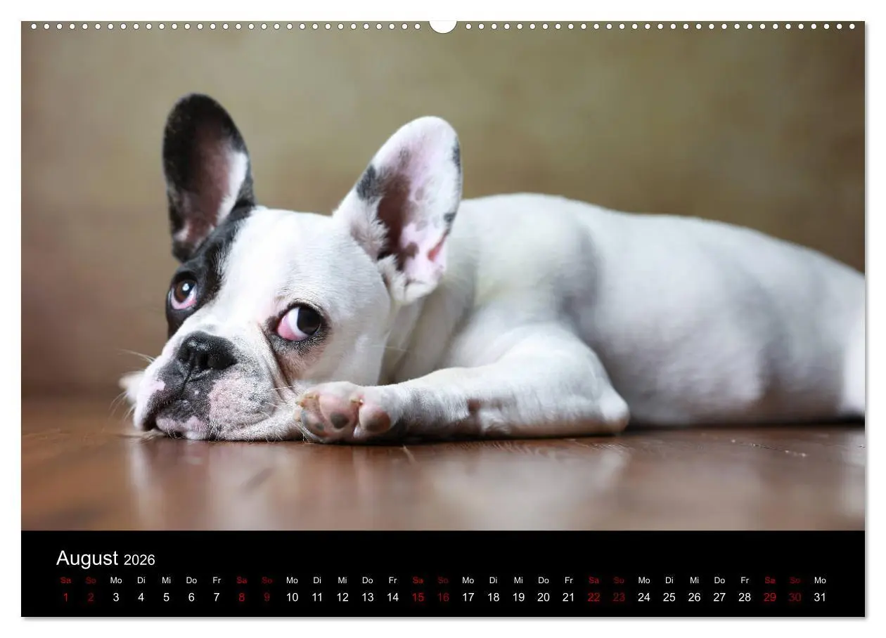 Bild: 9783457763452 | Charme auf vier Pfoten - Französische Bulldoggen Portraits...