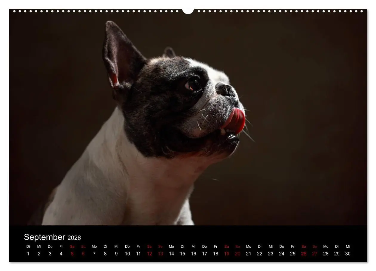 Bild: 9783457763452 | Charme auf vier Pfoten - Französische Bulldoggen Portraits...