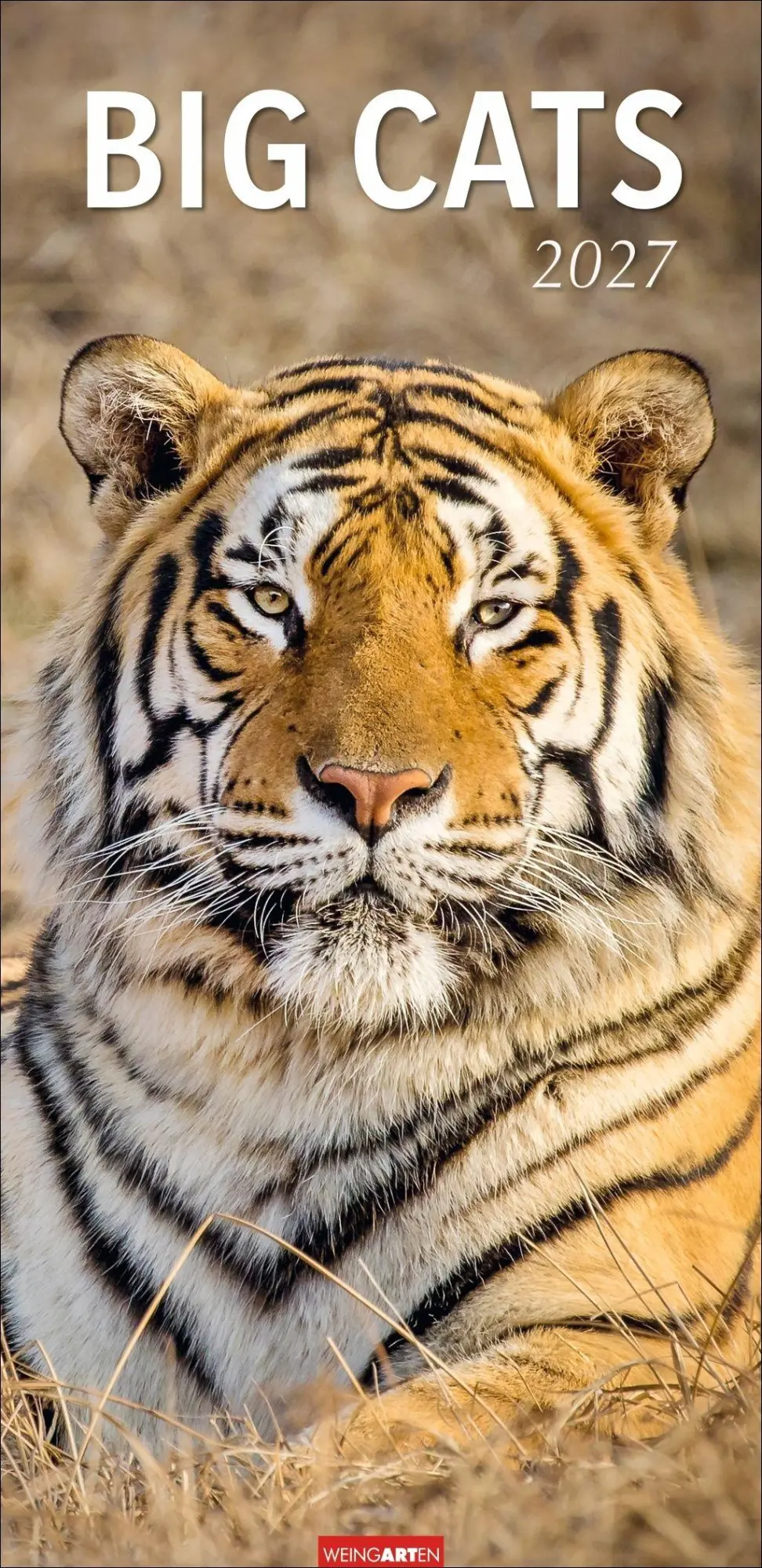 Cover: 9783839903452 | Big Cats Kalender 2027 | Kalender | Tierkalender Weingarten | 14 S.