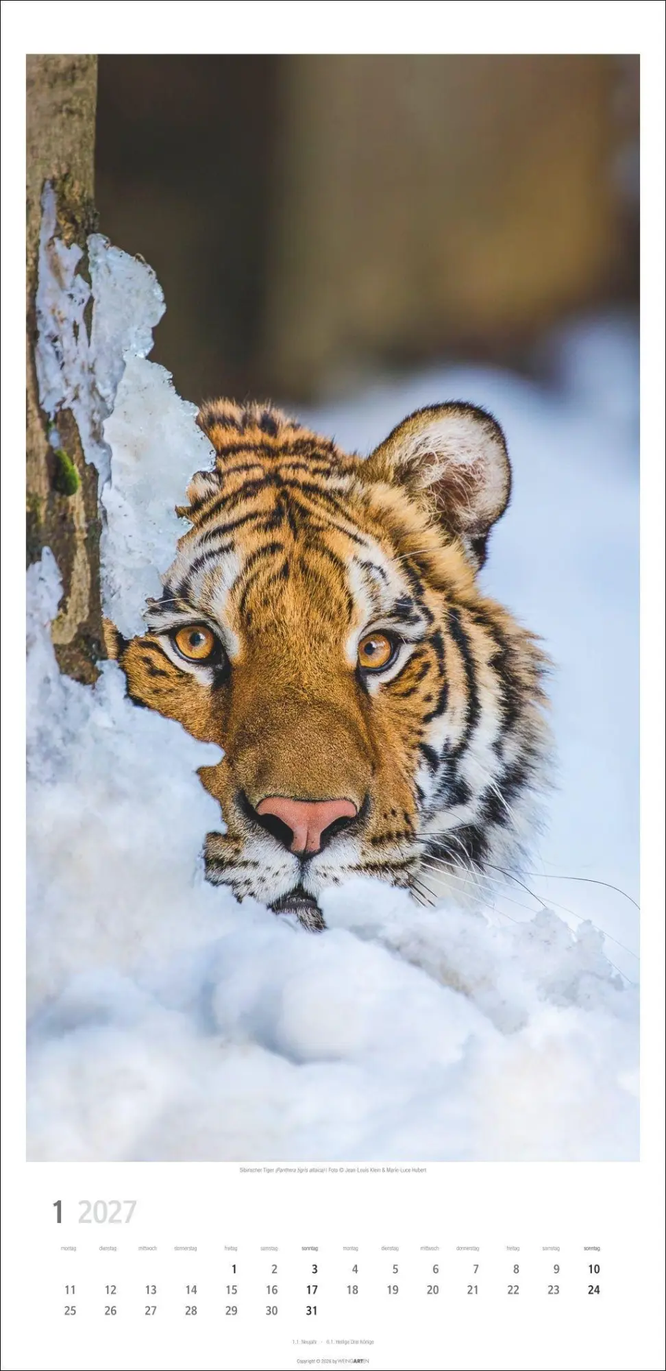 Bild: 9783839903452 | Big Cats Kalender 2027 | Kalender | Tierkalender Weingarten | 14 S.
