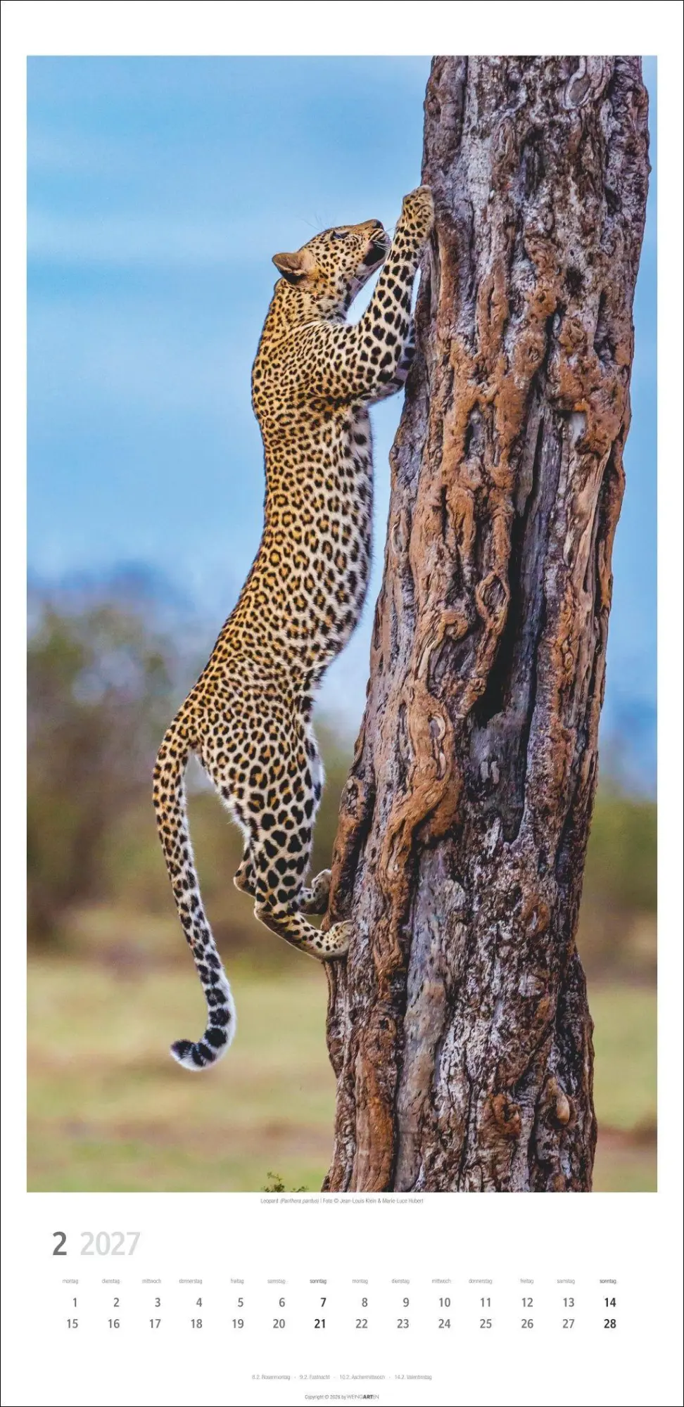 Bild: 9783839903452 | Big Cats Kalender 2027 | Kalender | Tierkalender Weingarten | 14 S.