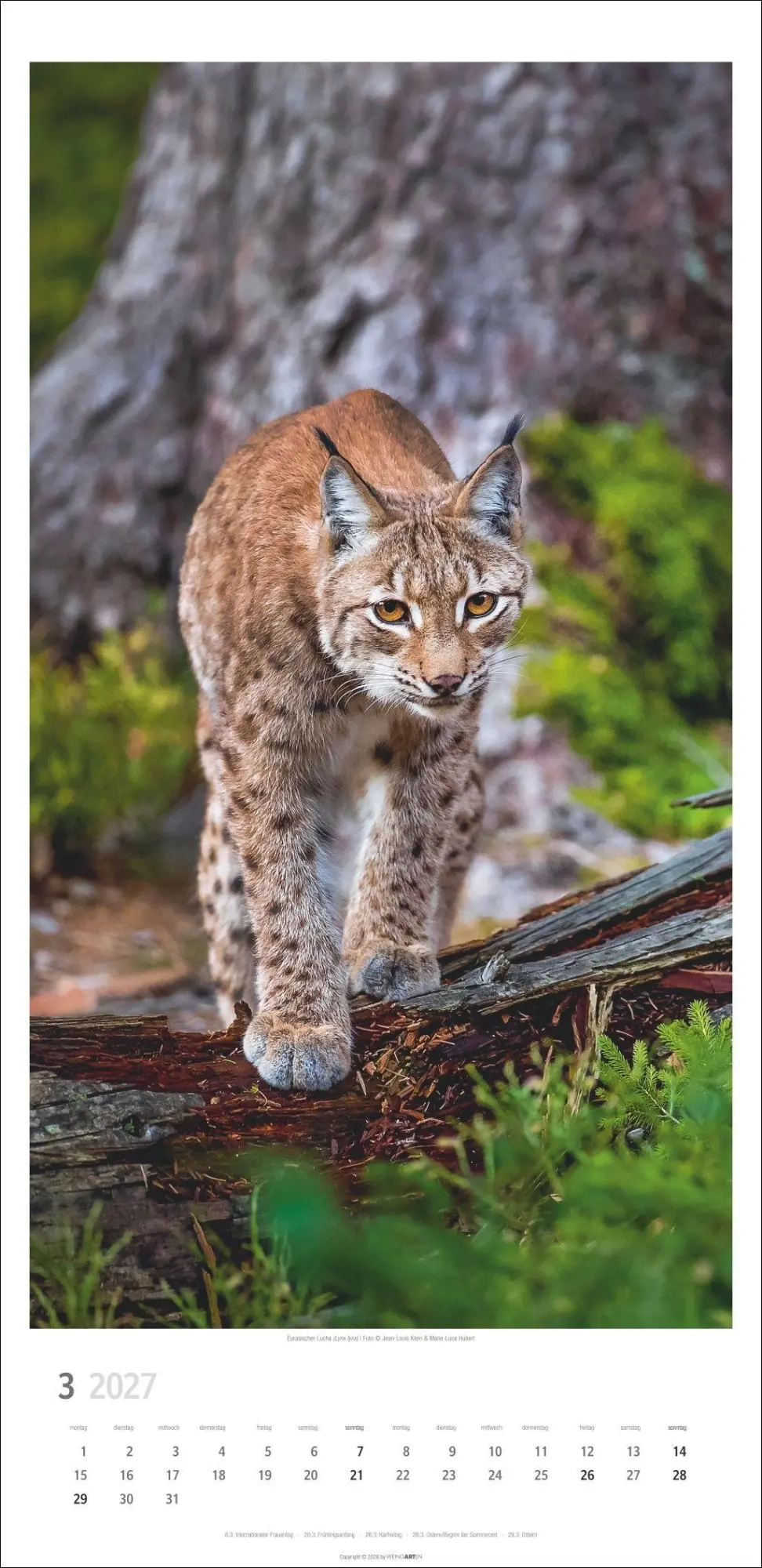 Bild: 9783839903452 | Big Cats Kalender 2027 | Kalender | Tierkalender Weingarten | 14 S.