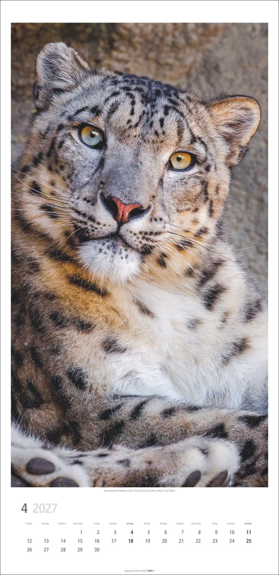 Bild: 9783839903452 | Big Cats Kalender 2027 | Kalender | Tierkalender Weingarten | 14 S.