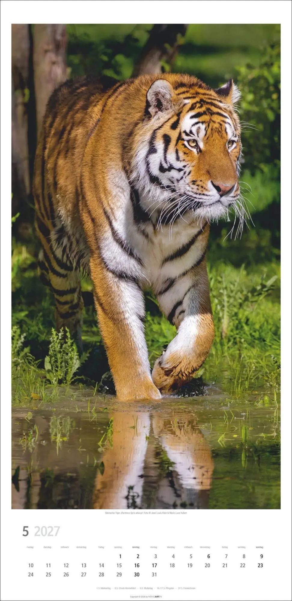 Bild: 9783839903452 | Big Cats Kalender 2027 | Kalender | Tierkalender Weingarten | 14 S.