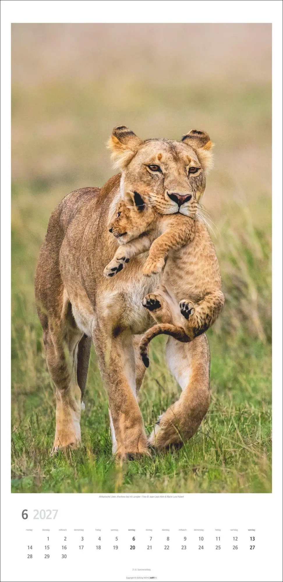 Bild: 9783839903452 | Big Cats Kalender 2027 | Kalender | Tierkalender Weingarten | 14 S.