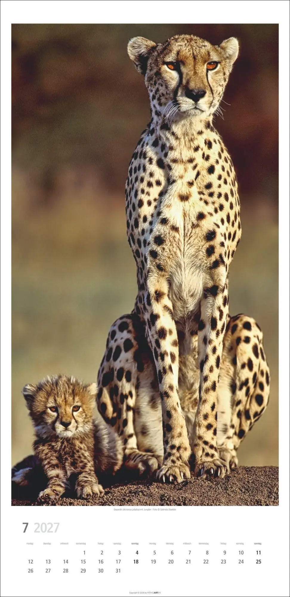 Bild: 9783839903452 | Big Cats Kalender 2027 | Kalender | Tierkalender Weingarten | 14 S.