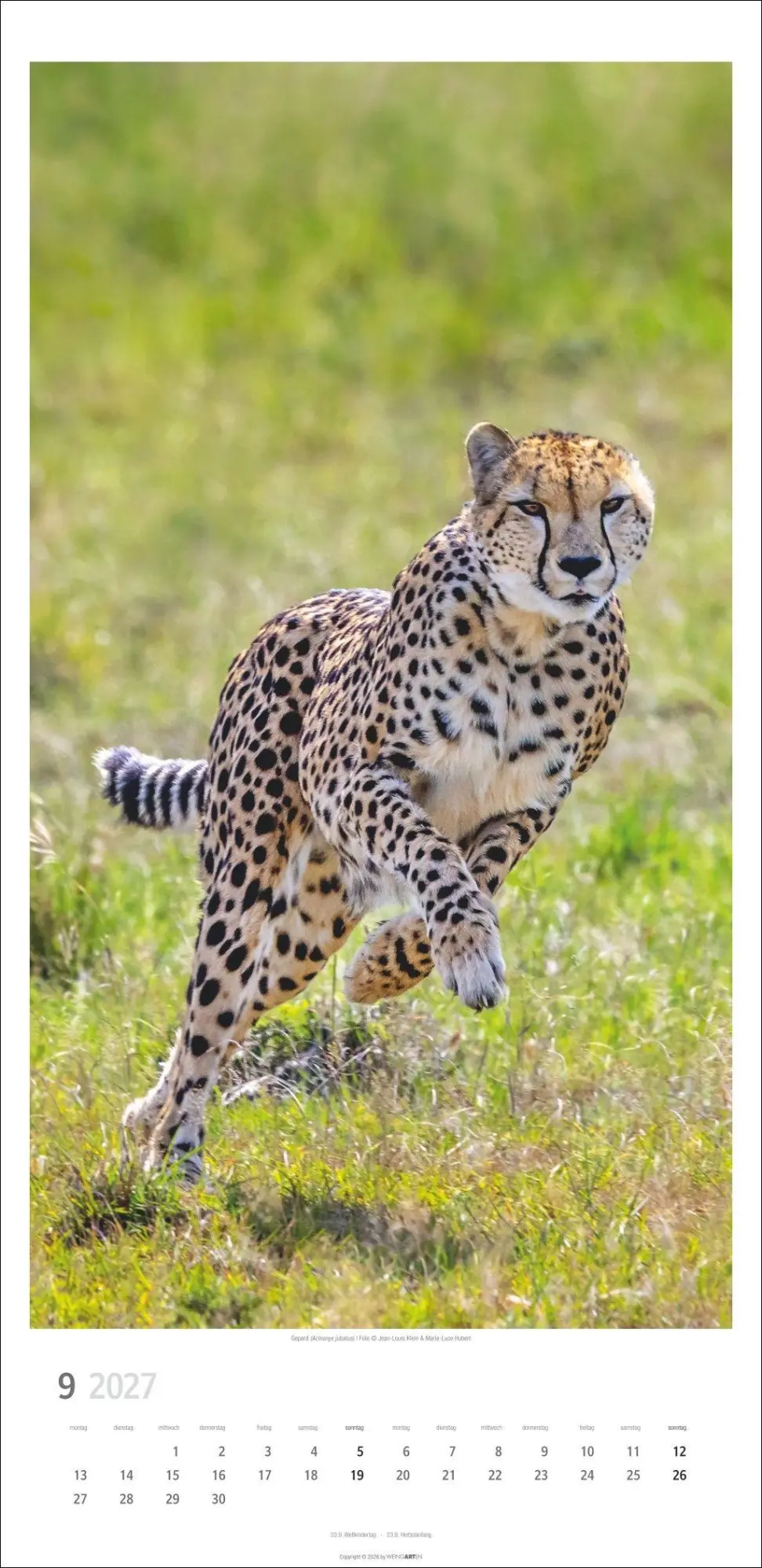 Bild: 9783839903452 | Big Cats Kalender 2027 | Kalender | Tierkalender Weingarten | 14 S.