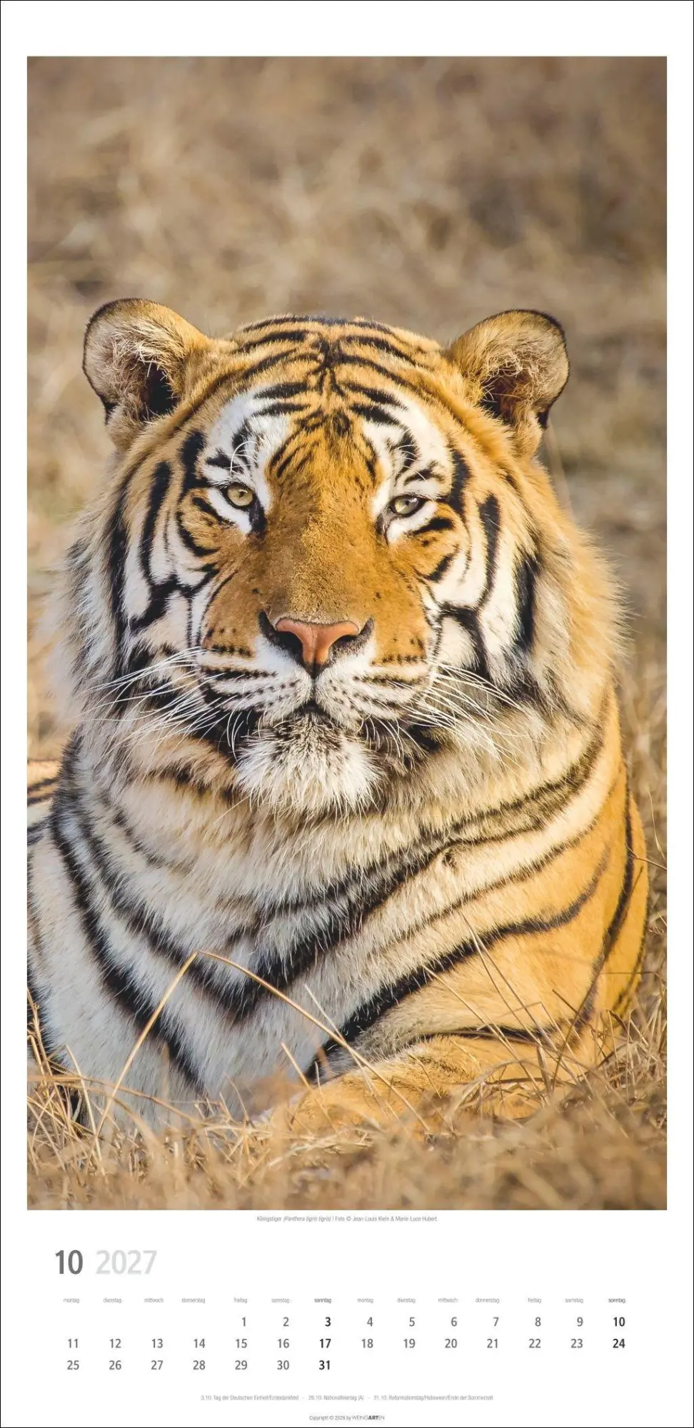 Bild: 9783839903452 | Big Cats Kalender 2027 | Kalender | Tierkalender Weingarten | 14 S.