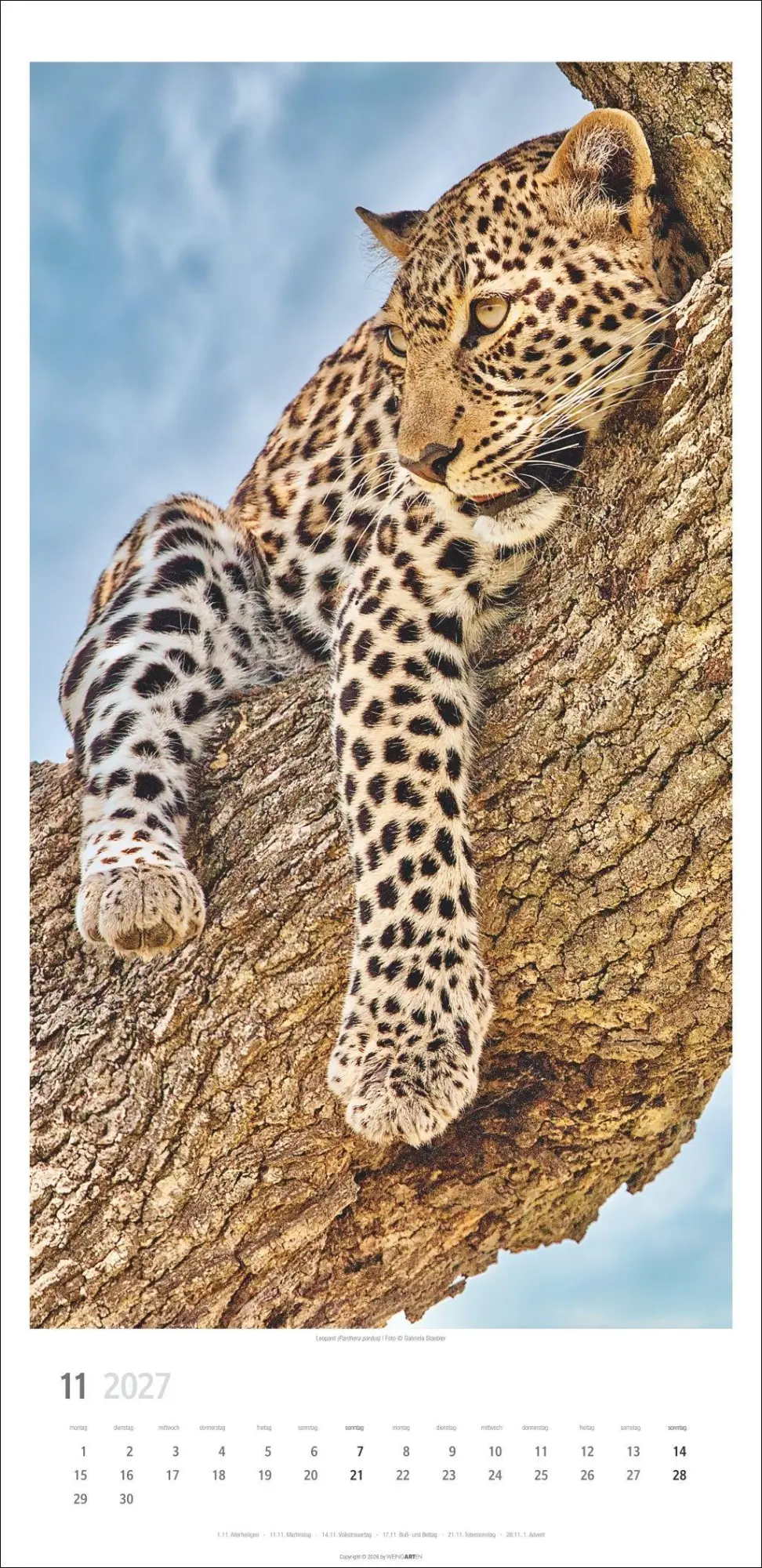 Bild: 9783839903452 | Big Cats Kalender 2027 | Kalender | Tierkalender Weingarten | 14 S.