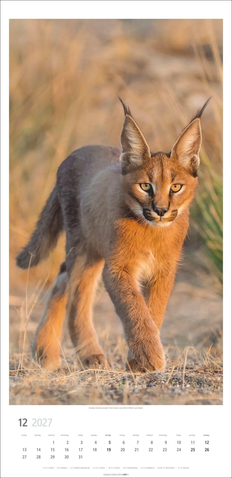 Bild: 9783839903452 | Big Cats Kalender 2027 | Kalender | Tierkalender Weingarten | 14 S.