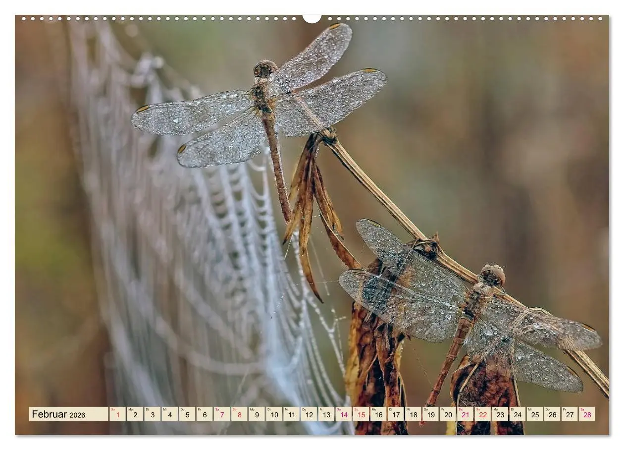 Bild: 9783457733752 | Spinnennetze - Wunder der Natur (hochwertiger Premium Wandkalender...