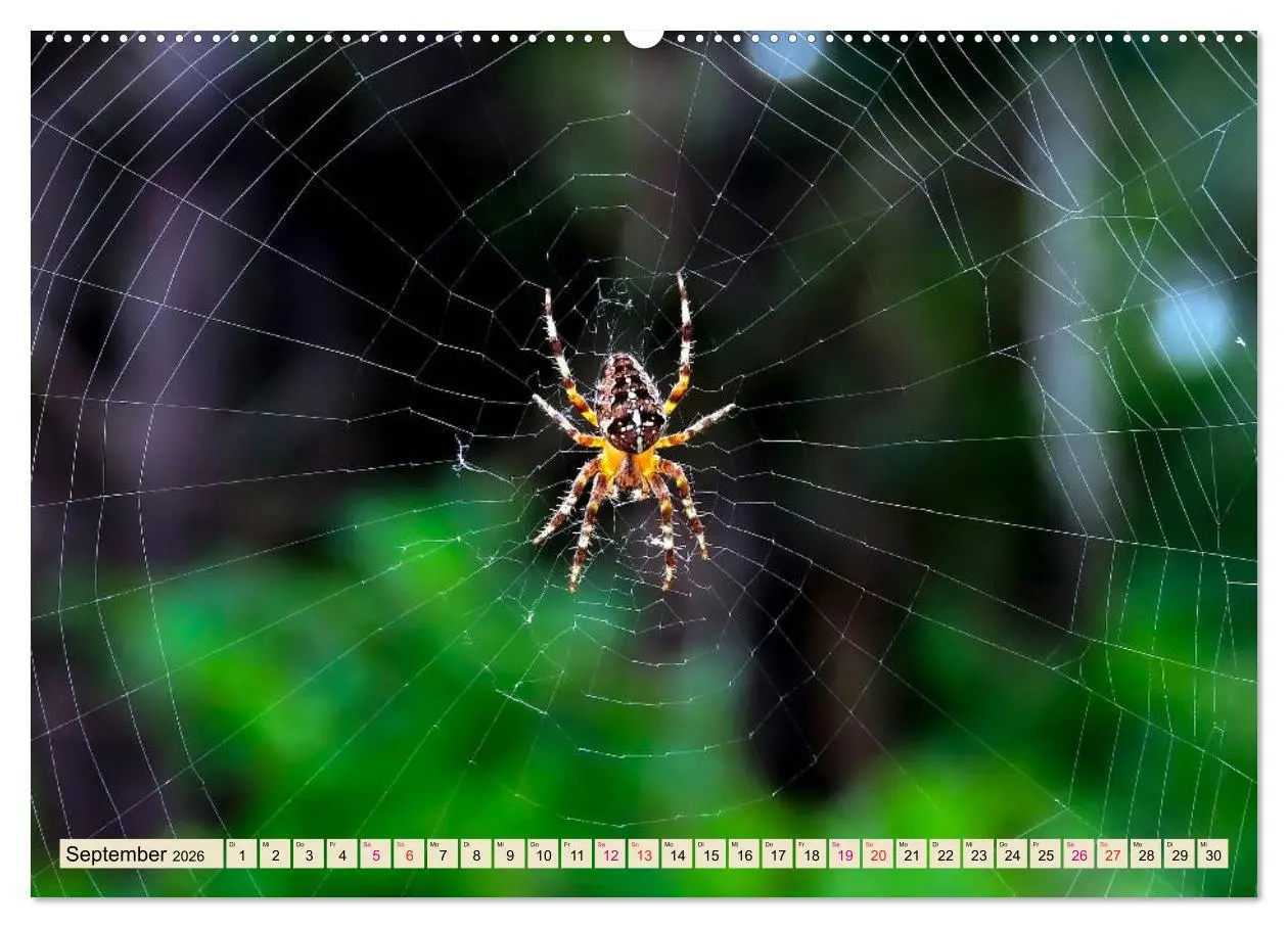 Bild: 9783457733752 | Spinnennetze - Wunder der Natur (hochwertiger Premium Wandkalender...