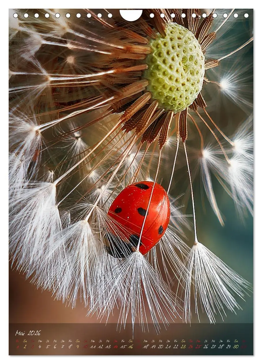 Bild: 9783516373752 | Moment Zauber (Wandkalender 2026 DIN A4 hoch), CALVENDO Monatskalender
