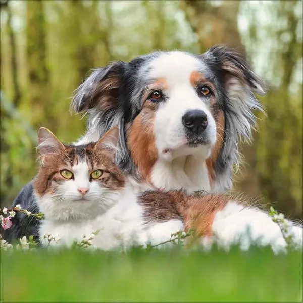 Bild: 9783731883852 | Tierfreundschaften - Familientimer 2026 | Verlag Korsch | Kalender