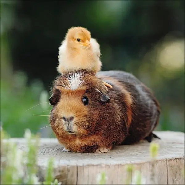 Bild: 9783731883852 | Tierfreundschaften - Familientimer 2026 | Verlag Korsch | Kalender