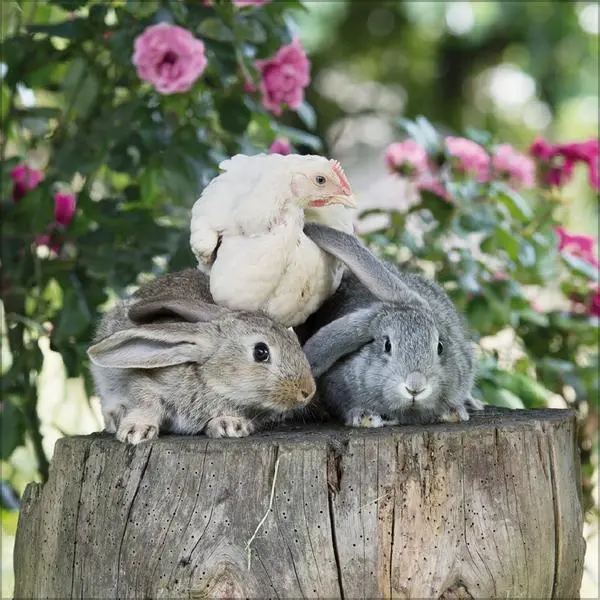 Bild: 9783731883852 | Tierfreundschaften - Familientimer 2026 | Verlag Korsch | Kalender