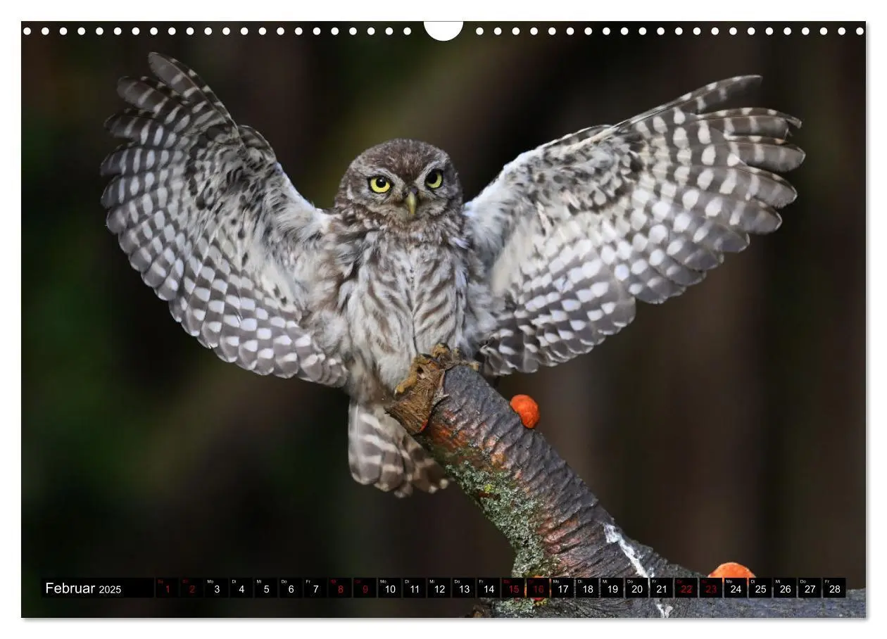 Bild: 9783435003952 | Faszination Steinkauz (Wandkalender 2025 DIN A3 quer), CALVENDO...