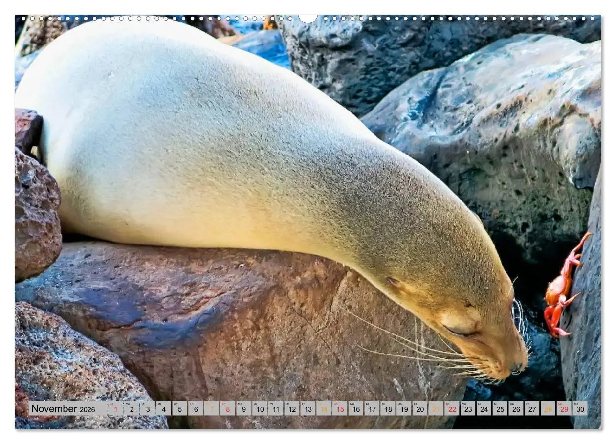Bild: 9783516043952 | Robben - überall zuhause (Wandkalender 2026 DIN A2 quer), CALVENDO...
