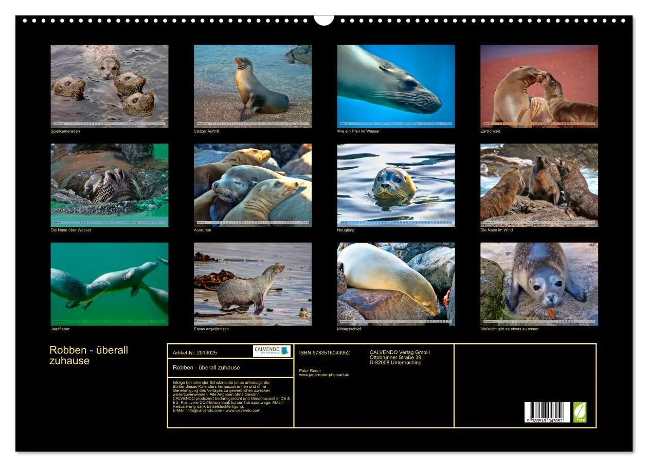 Bild: 9783516043952 | Robben - überall zuhause (Wandkalender 2026 DIN A2 quer), CALVENDO...