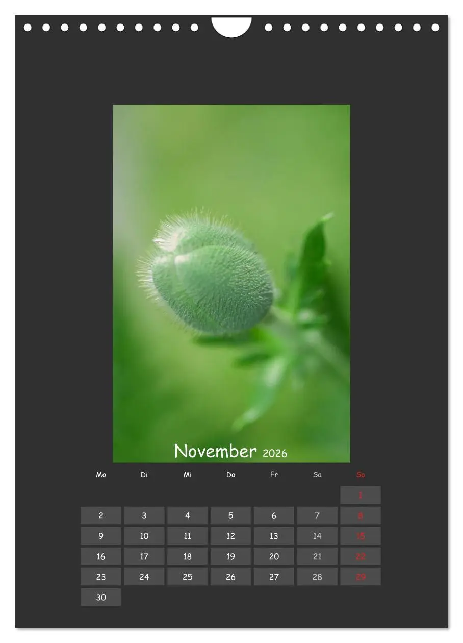 Bild: 9783516484052 | Mohn (Wandkalender 2026 DIN A4 hoch), CALVENDO Monatskalender | 2026