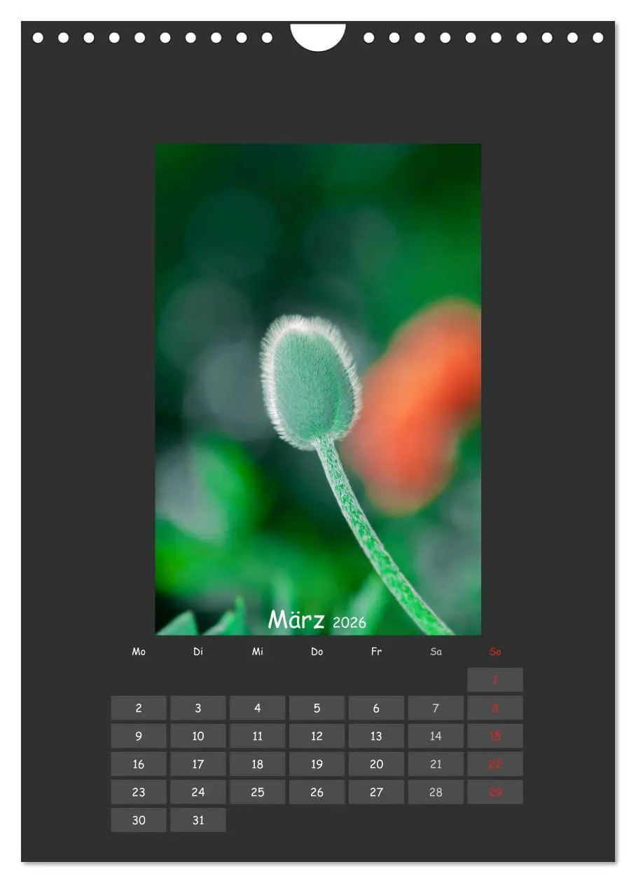 Bild: 9783516484052 | Mohn (Wandkalender 2026 DIN A4 hoch), CALVENDO Monatskalender | 2026