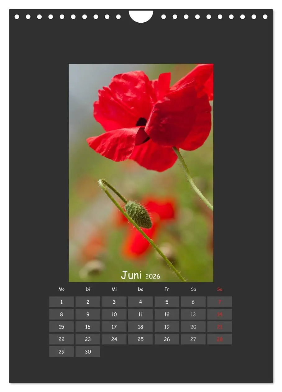 Bild: 9783516484052 | Mohn (Wandkalender 2026 DIN A4 hoch), CALVENDO Monatskalender | 2026