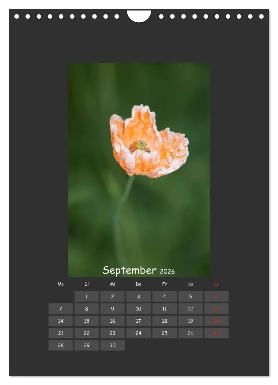 Bild: 9783516484052 | Mohn (Wandkalender 2026 DIN A4 hoch), CALVENDO Monatskalender | 2026