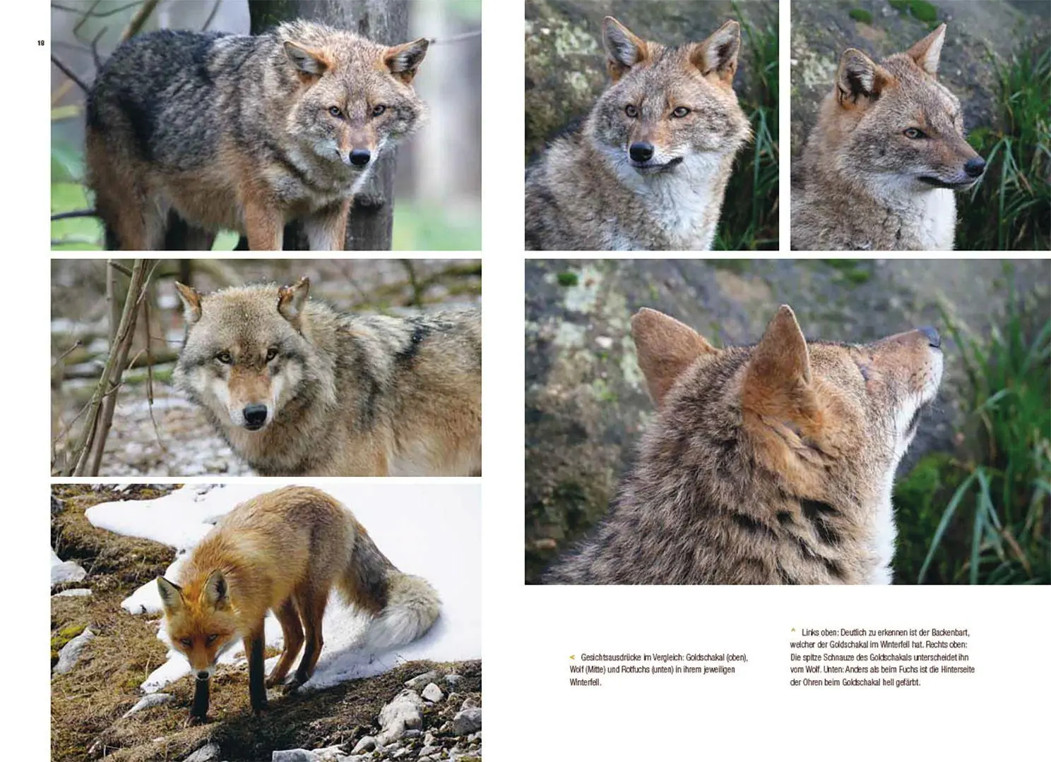 Bild: 9783258084152 | Der Goldschakal | Ein Wildtier breitet sich in Europa aus | Buch