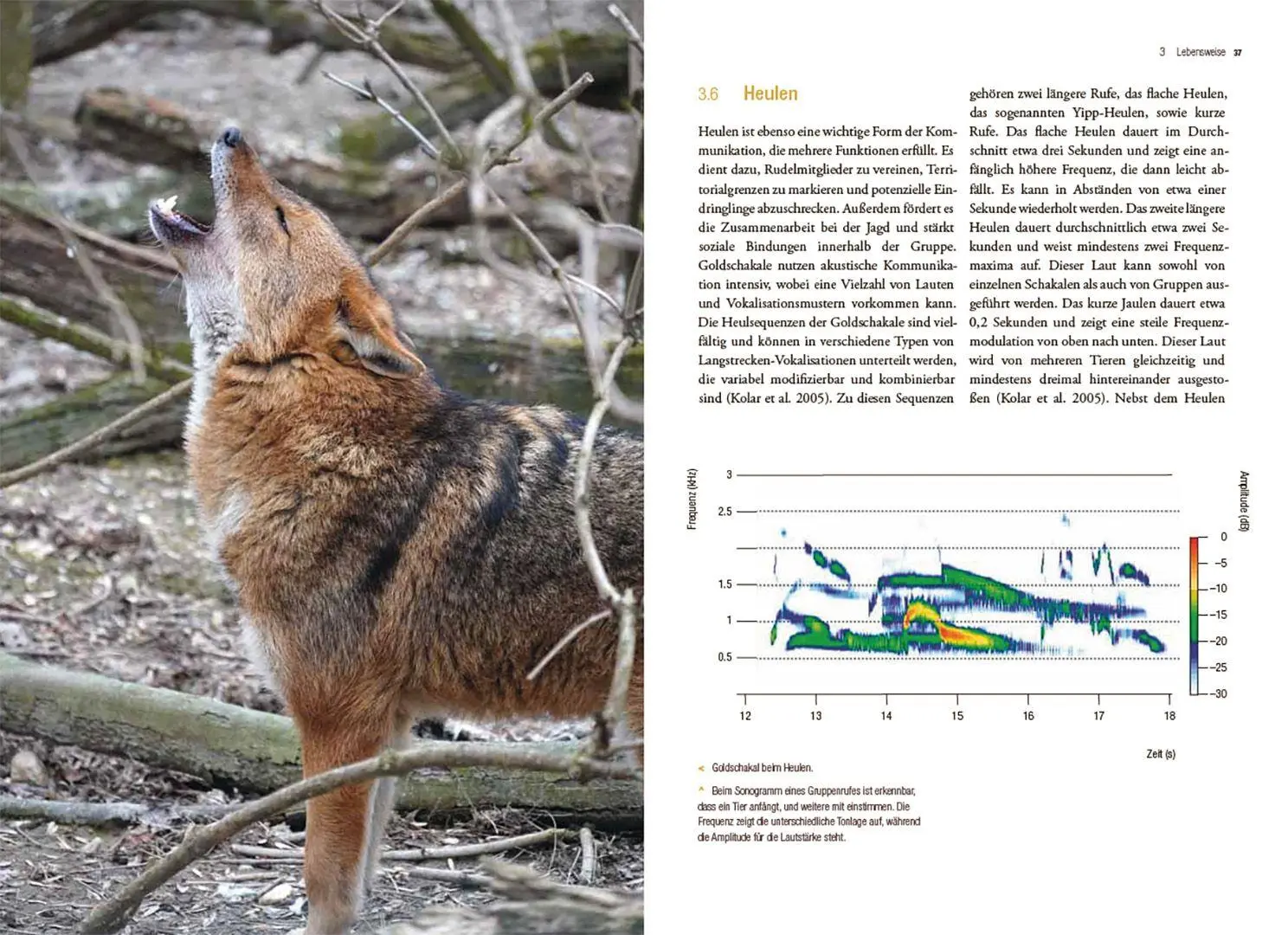 Bild: 9783258084152 | Der Goldschakal | Ein Wildtier breitet sich in Europa aus | Buch