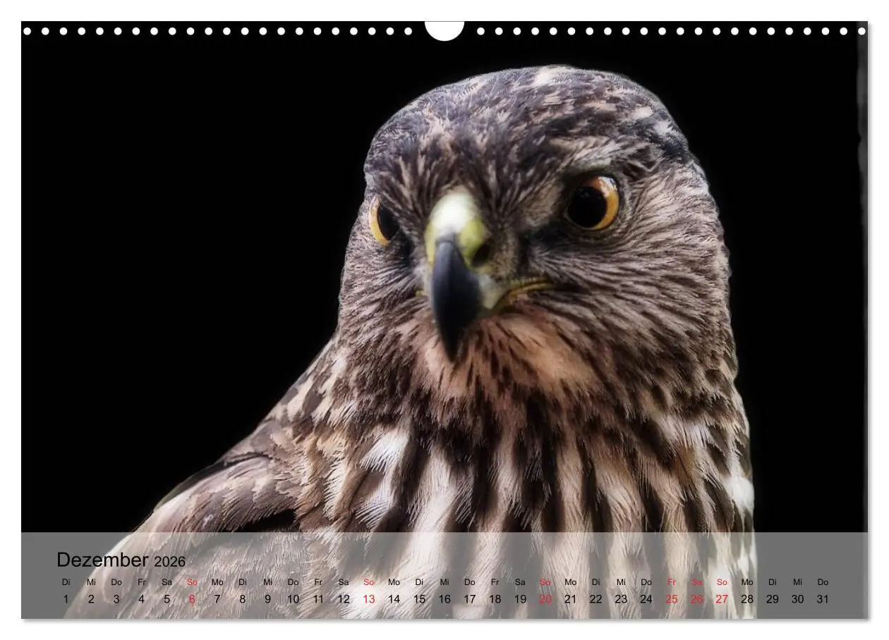 Bild: 9783516094152 | Falken und Greifvögel. Edle Jäger (Wandkalender 2026 DIN A3 quer),...