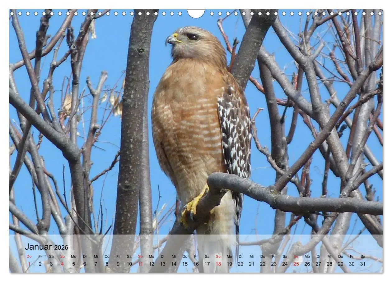 Bild: 9783516094152 | Falken und Greifvögel. Edle Jäger (Wandkalender 2026 DIN A3 quer),...